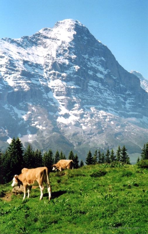 Grindelwald Eiger mountain cow cows